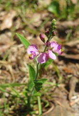 Beautiful purple spring flowers in Florida wild,  closeup