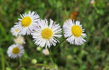 Obraz premium Erigeron flowers in the meadow on natural green background, closeup
