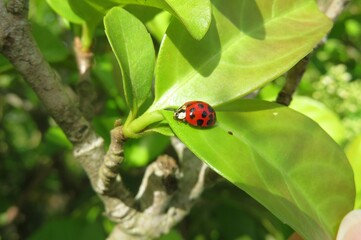 Fototapeta premium Red ladybug on green leaf in Florida nature