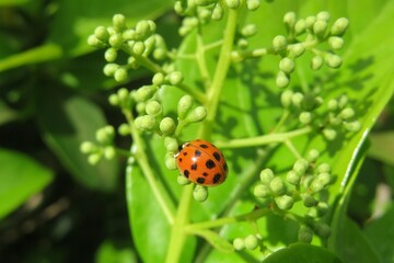 Red ladybug on green plant in Florida nature - Powered by Adobe