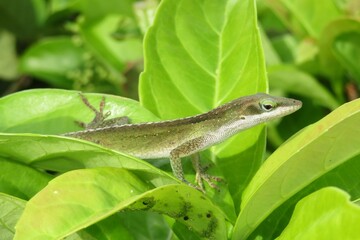 Tropical green anole lizard on leaves in Florida nature, closeup