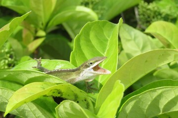Tropical green anole lizard on leaves in Florida wild, closeup