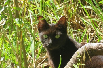 Black cat with green eyes on grass, closeup