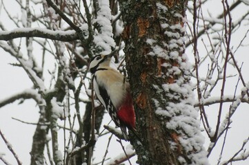European woodpecker on a tree in winter season