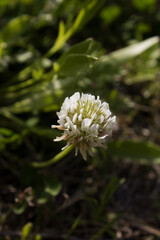 It is a White Clover flower in full bloom.