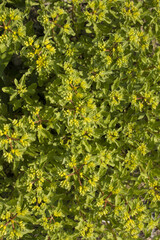 This is a flower giraffe in the garden.