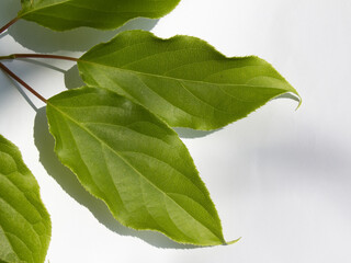 Actinidia leaves isolated white background.