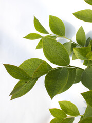 Fototapeta premium The leaves of the blueberry tree.