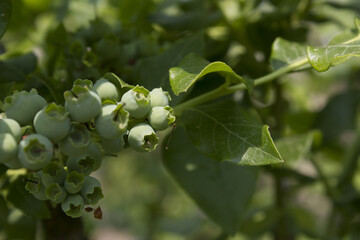 Unripe blueberry plant with fruits