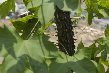 close up Kalopanax septemlobus branch with prickle.