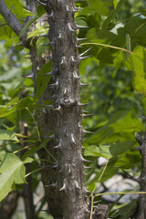 close up Kalopanax septemlobus branch with prickle.