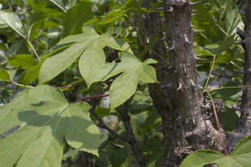close up Kalopanax septemlobus branch with prickle.