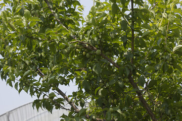 Fototapeta na wymiar Plums hanging on branches on a farm.