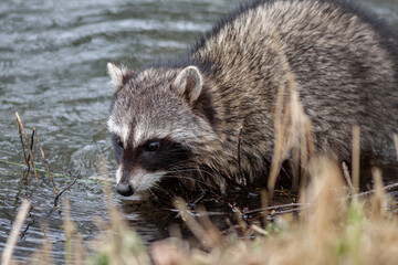 raccoon wading in the water