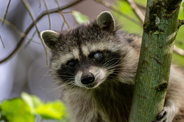 raccoon with damaged or diseased eye