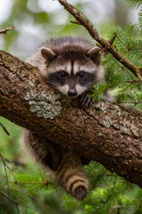 young raccoon hanging delicately on a limb