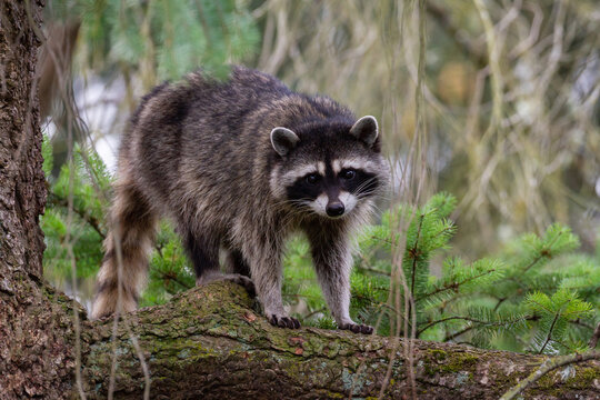 standing raccoon on a limb