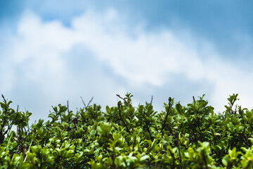 Treetops against blue sky with clouds. Free space for text. Formation of atmosphere front. Watching...