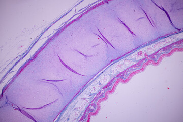 Cliated epithelium of human under the microscope in Lab.