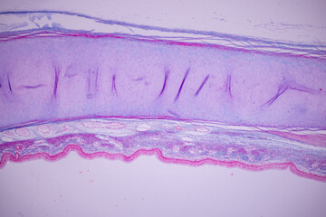 Cliated epithelium of human under the microscope in Lab.