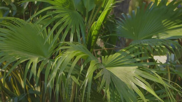 Tropical palm like plant texture with copy space