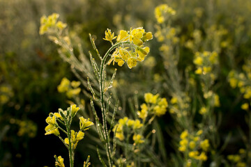 Winter morning - mustard plants field - yellow coloured agricultural field. Rural Indian scene.