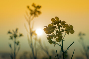 Winter morning - dew drops on mustard plants and sun rising in the background.