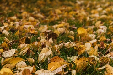 Yellow leaves on green grass after rain. Autumn weather in city park.
