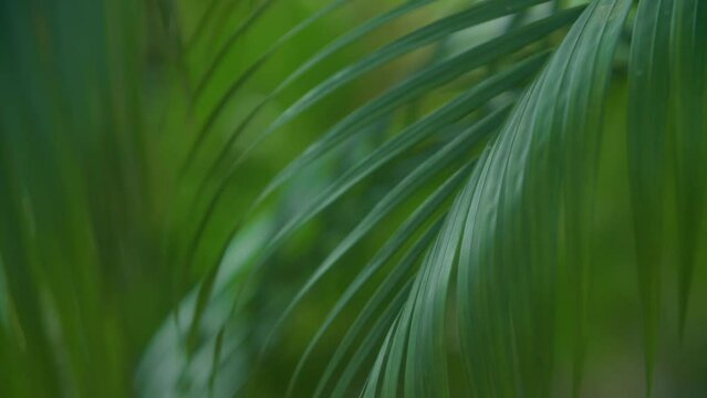 Detail texture footage of green tropical palm leaf in slight breeze