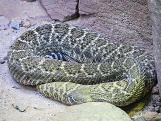 Western diamondback rattlesnake : The western diamondback rattlesnake[3] or Texas diamond-back[4] (Crotalus atrox) is a venomous rattlesnake species and member of the Viper family.