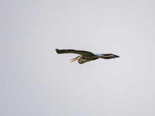 Close up shot of a Great blue heron flying by