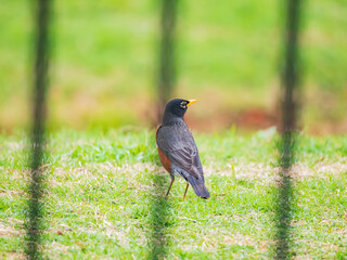 Close up shot of American Robin behind the bar