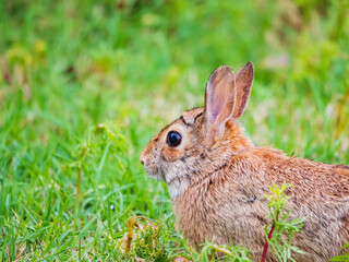 Close up shot of cute Cottontail rabbit