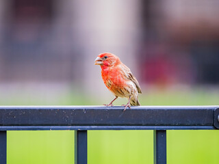 Close up shot of small finch bird
