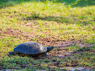 Close up shot of Red-eared slider