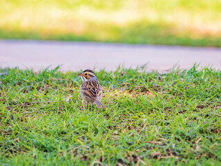 Close up shot of small sparrow