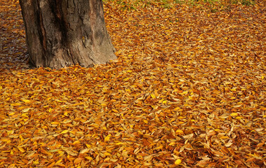 leaf color change to yellow in autumn