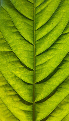 light & shadow of mango leaf texture