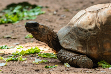 Jabuti- Piranga or Red-footed tortoise (Chelonoidis carbonaria) walking on sand in Brazil