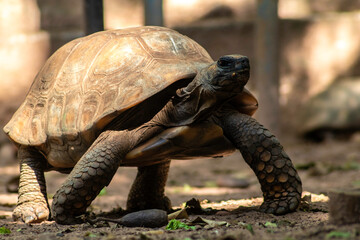Obraz premium Jabuti- Piranga or Red-footed tortoise (Chelonoidis carbonaria) walking on sand in Brazil