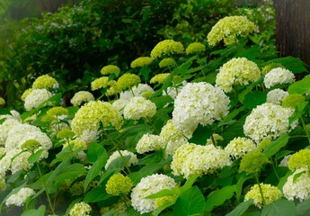 群生する白い紫陽花のアナベル、白いアジサイ