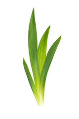 Fototapeta premium Green pointed leaves isolated on a white background.