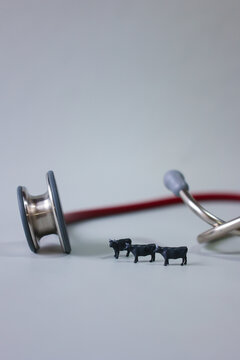 Veterinarian image.(Cattle and stethoscope.)