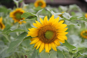 Obraz premium Beautiful sunflowers in bloom in the garden. great for background