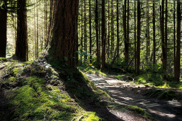 Fototapeta na wymiar Forest hiking trail on a sunny day in North Vancouver, BC, Canada. Backlit forest landscape with sunrays. Rainforest scenery with bright green tall trees and moss. Selective focus on front hill left.