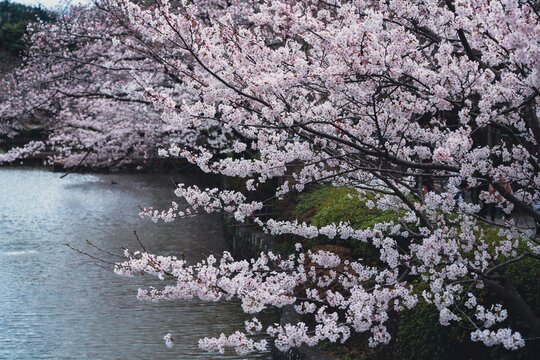 鶴岡八幡宮（源平池）の桜