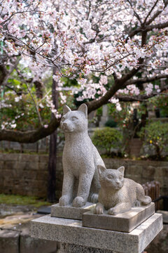 遊行寺の桜