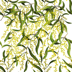 Golden Wattle seamless (Acacia pycnantha) is Australia's national flower - obrazy, fototapety, plakaty