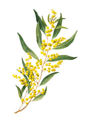 Golden Wattle (Acacia pycnantha) is Australia's national flower - obrazy, fototapety, plakaty