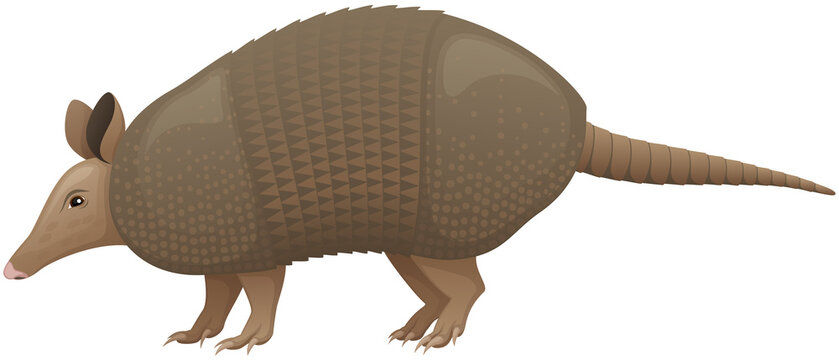 Vector illustration of a side view of a nine-banded armadillo animal against a white background. 
